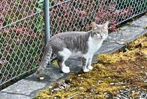Alerte Découverte Chat Inconnu , Entre 9 et 12 mois Fribourg Suisse