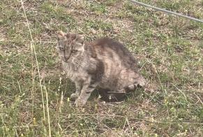 Alerte Découverte Chat Inconnu La Rippe Suisse