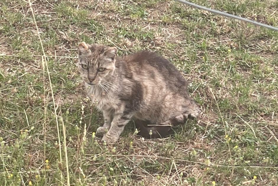 Alerte Découverte Chat Inconnu La Rippe Suisse