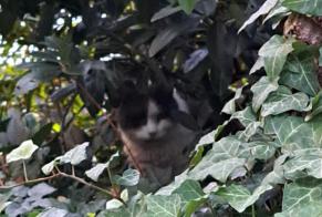 Alerte Découverte Chat Inconnu Genève Suisse