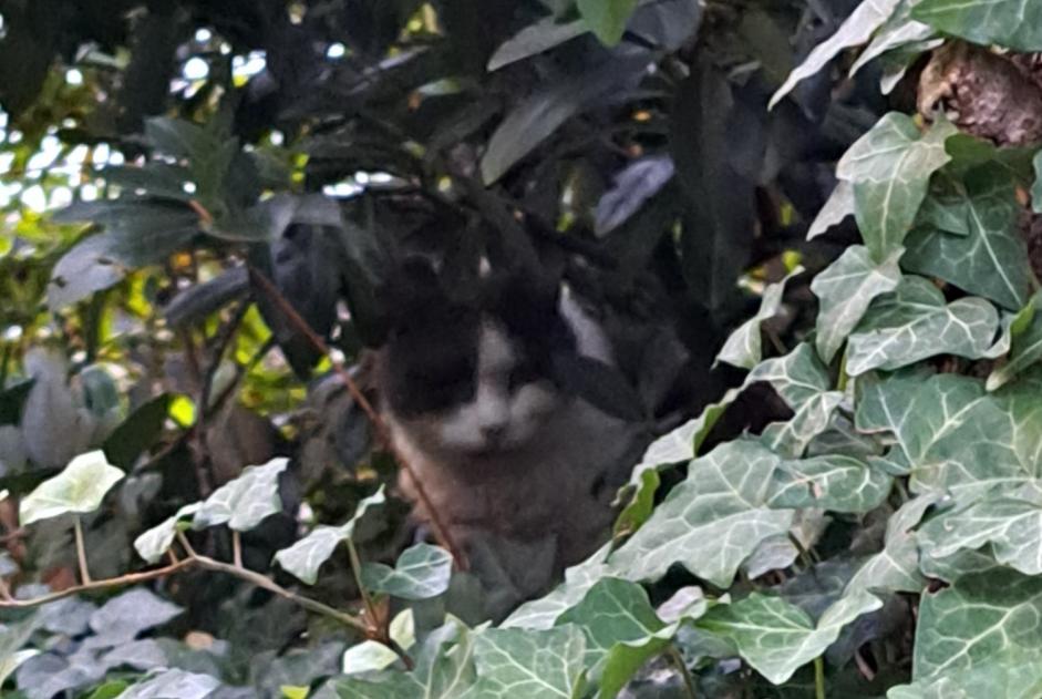 Alerte Découverte Chat Inconnu Genève Suisse
