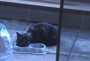Alerte Découverte Chat Inconnu Romanel-sur-Lausanne Suisse