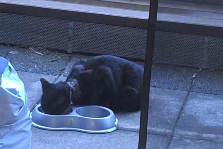 Alerte Découverte Chat Inconnu Romanel-sur-Lausanne Suisse