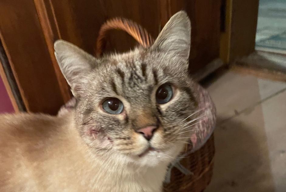 Alerte Découverte Chat  Inconnu Anniviers Suisse