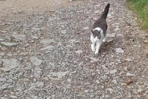 Alerte Découverte Chat croisement  Inconnu Orpund Suisse