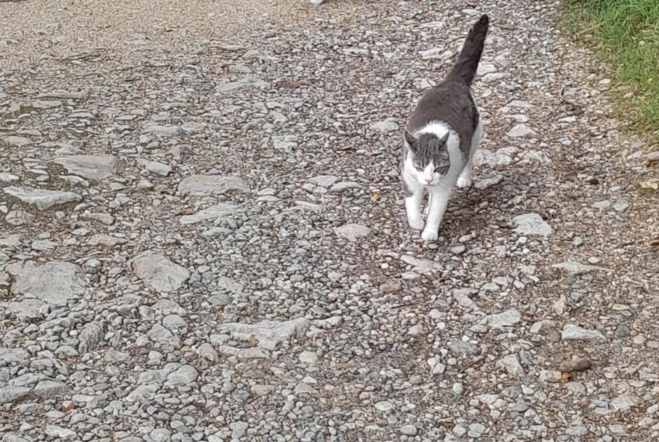 Alerte Découverte Chat croisement  Inconnu Orpund Suisse