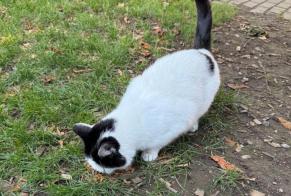 Alerte Découverte Chat Inconnu Châtel-Saint-Denis Suisse