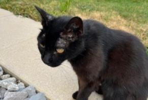 Alerte Découverte Chat croisement  Femelle , 5 ans La Brillaz Suisse
