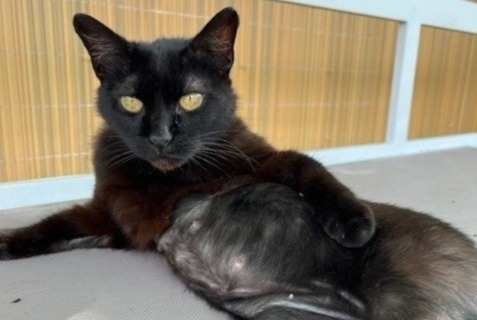 Alerte Découverte Chat croisement  Femelle , 5 ans La Brillaz Suisse