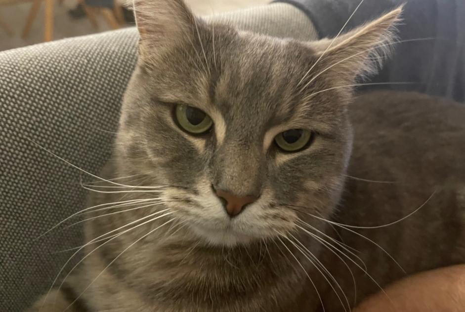 Alerte Disparition Chat  Mâle , 9 ans Carouge Suisse