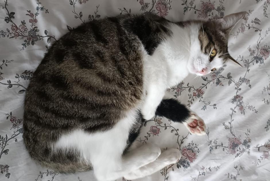 Alerte Disparition Chat Mâle , 3 ans Bois-d'Amont Suisse