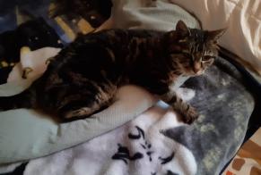 Avviso scomparsa Gatto  Femmina , 19 anni Val-d'Illiez Svizzera