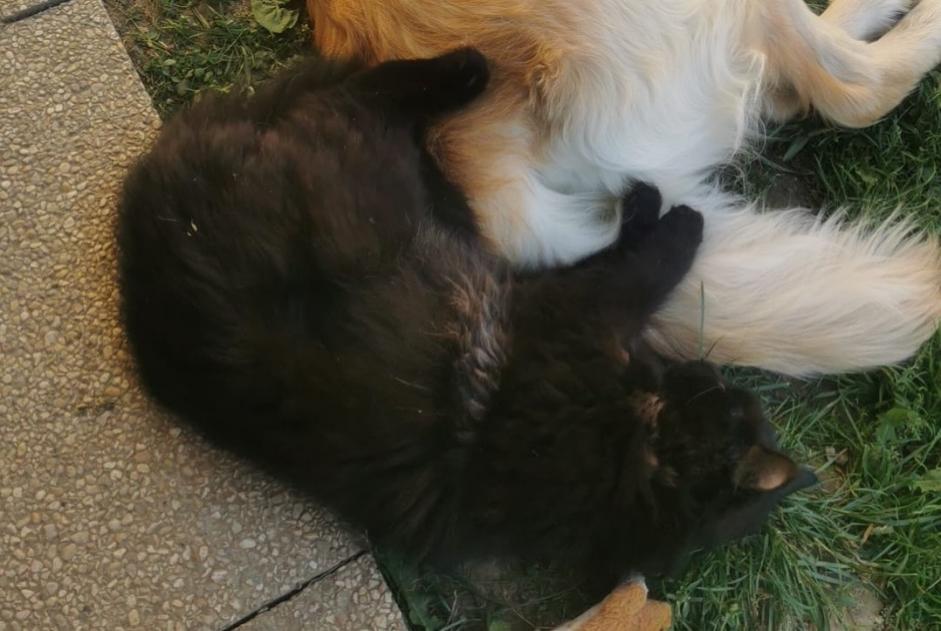 Avviso scomparsa Gatto Maschio , 2 anni Orbe Svizzera