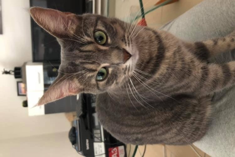Avviso scomparsa Gatto  Femmina , 8 anni Bramois Svizzera