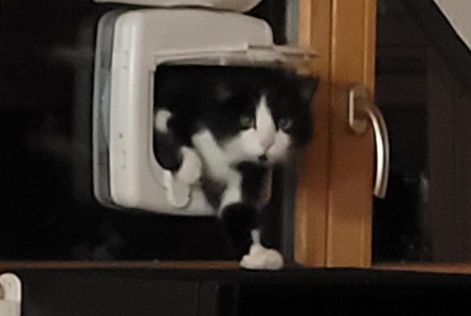 Avviso Ritrovamento Gatto incrocio di razze  Maschio Leytron Svizzera