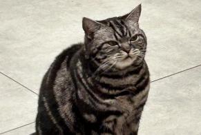 Avviso scomparsa Gatto  Maschio , 7 anni Lausanne Svizzera