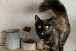 Avviso scomparsa Gatto incrocio di razze  Femmina , 1 anni Belmont-Broye Svizzera