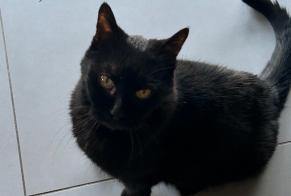 Avviso scomparsa Gatto Femmina , 16 anni Saint-Léonard Svizzera