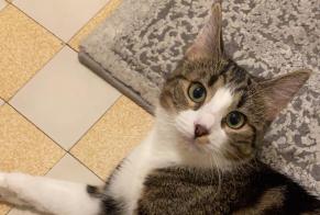Avviso scomparsa Gatto Femmina , 2 anni Versoix Svizzera