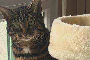 Avviso scomparsa Gatto Femmina , 5 anni Lancy Svizzera
