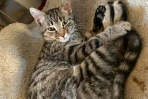 Avviso scomparsa Gatto incrocio di razze  Femmina , 1 anni Bardonnex Svizzera
