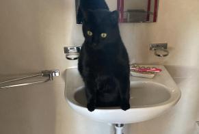 Avviso scomparsa Gatto  Maschio , 5 anni La Grande Béroche Svizzera