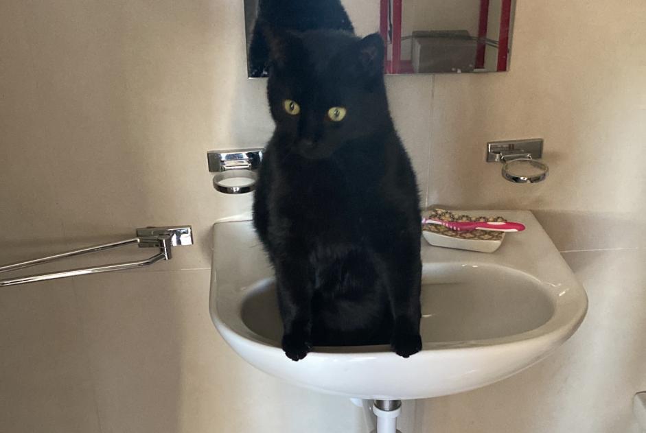 Avviso scomparsa Gatto  Maschio , 5 anni La Grande Béroche Svizzera