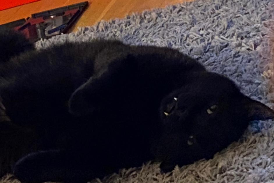 Avviso scomparsa Gatto  Maschio , 5 anni La Grande Béroche Svizzera