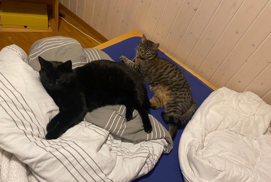 Avviso scomparsa Gatto  Maschio , 5 anni La Grande Béroche Svizzera
