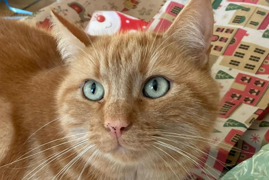 Avviso scomparsa Gatto Maschio , 4 anni Blonay - Saint-Légier Svizzera