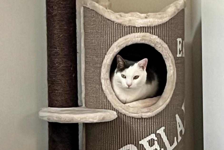 Avviso scomparsa Gatto  Maschio , 8 anni Thônex Svizzera