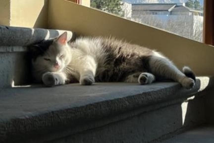 Avviso scomparsa Gatto  Maschio , 8 anni Thônex Svizzera