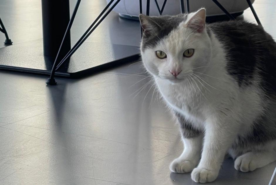 Avviso scomparsa Gatto  Maschio , 8 anni Thônex Svizzera