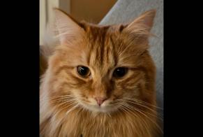 Avviso scomparsa Gatto incrocio di razze  Maschio , 1 anni Vinzel Svizzera