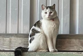 Avviso scomparsa Gatto Maschio , 1 anni Neuchâtel Svizzera