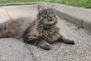 Avviso scomparsa Gatto Maschio , 1 anni Begnins Svizzera