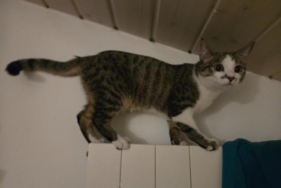 Verdwijningsalarm Kat Vrouwtje , 1 jaar Avusy Zwitserland