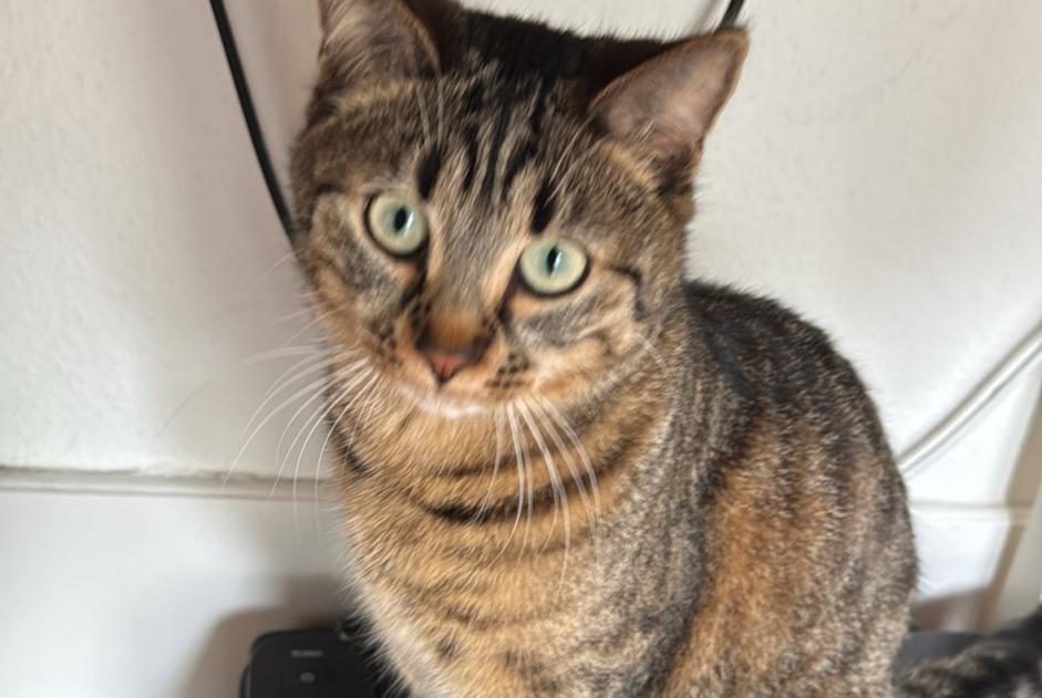 Alerta desaparecimento Gato Fêmea , 1 anos Prilly Switzerland
