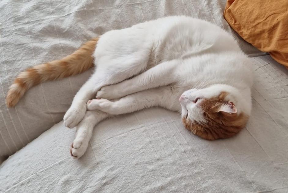 Alerta desaparecimento Gato cruzamento  Macho , 4 anos Cortaillod Switzerland