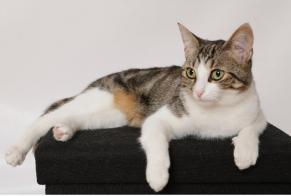 Alerta desaparecimento Gato Fêmea , 1 anos Genève Switzerland