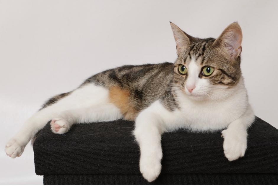 Alerta desaparecimento Gato Fêmea , 1 anos Genève Switzerland