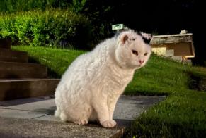 Alerta desaparecimento Gato Macho , 15 anos Val-de-Ruz Switzerland