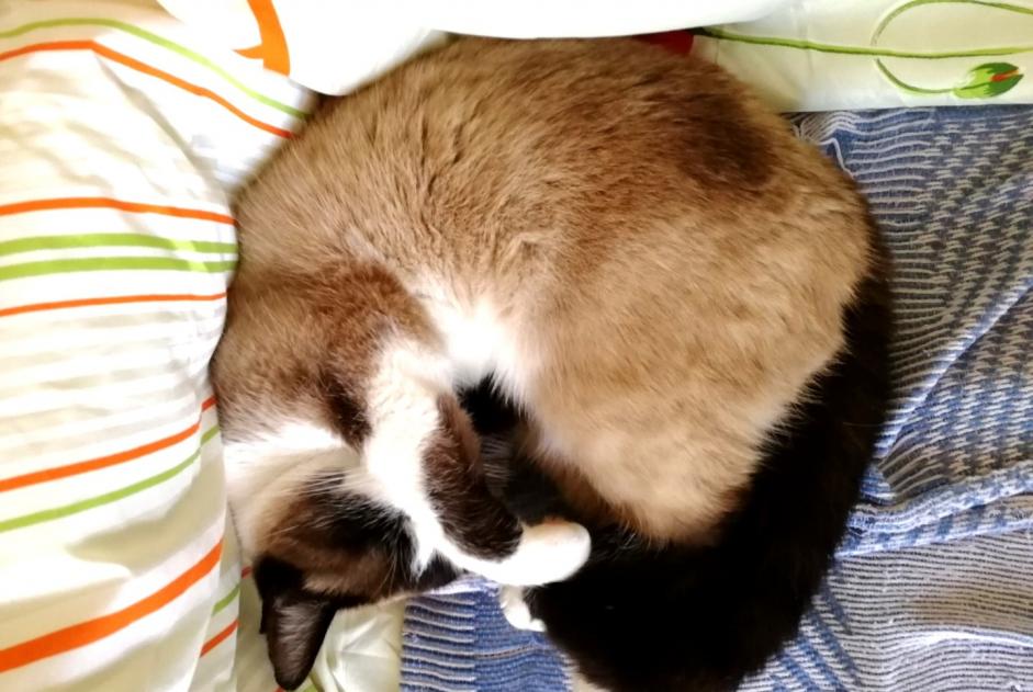 Vermisstmeldung Katze rassenmischung  Weiblich , 8 jahre Damgan Frankreich