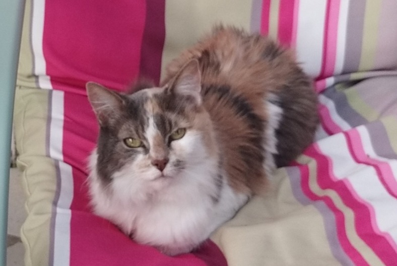 Vermisstmeldung Katze Weiblich , 18 jahre Paris Frankreich