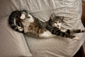 Fundmeldung Katze Weiblich Louhans Frankreich