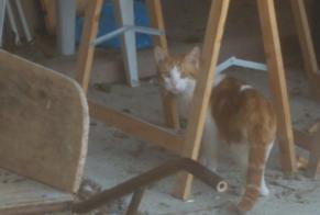 Vermisstmeldung Katze  Männliche , 2 jahre Préfontaines Frankreich