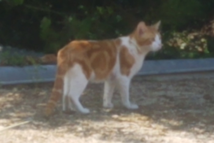 Vermisstmeldung Katze  Männliche , 2 jahre Préfontaines Frankreich