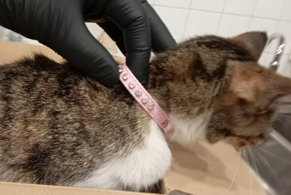 Fundmeldung Katze rassenmischung  Unbekannt L'Isle-d'Espagnac Frankreich
