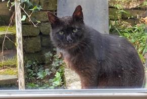 Fundmeldung Katze  Männliche Hagnéville-et-Roncourt Frankreich