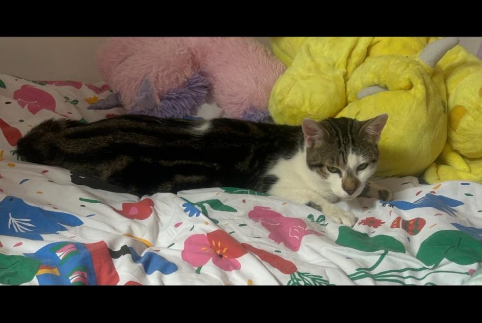 Vermisstmeldung Katze Männliche , 1 jahre Tomblaine Frankreich